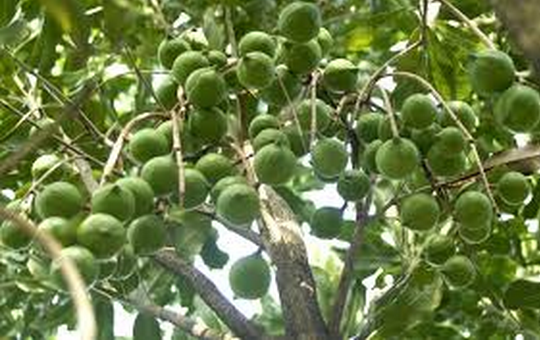 Trong mac ca de ban chu yeu cho Trung Quoc? hinh anh