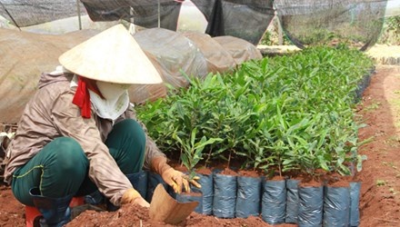 Khong trong mac ca bang moi gia hinh anh