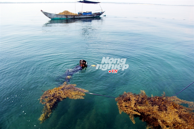 Mỗi ngày hai cha con ông Việt kiếm được cả triệu đồng từ vớt rong biển.