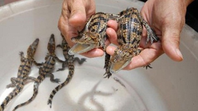 Thuong lai o at mua ca sau con hinh anh