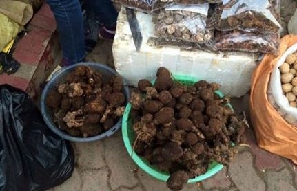 Su that ve loai nam hinh 'cua quy' dung de cuong duong hinh anh