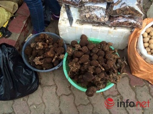 Cây tỏa dương bán ở Sapa với giá 120 nghìn đồng/kg.