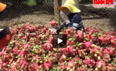 Thanh long mien Tay rot gia the tham hinh anh