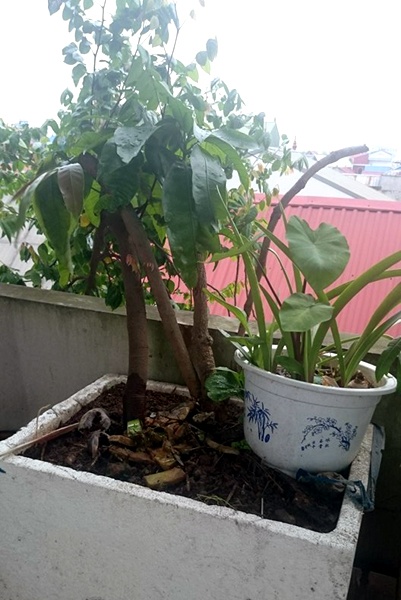 Người dân Hà Nội chi tiền triệu để đưa cây ăn quả lên trồng trên sân thượng.