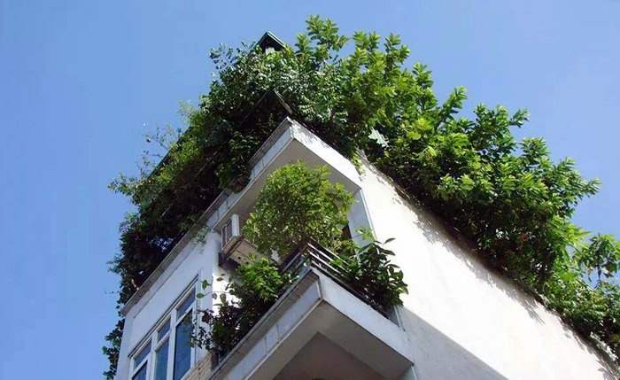 Sân thượng nhiều nhà được phủ xanh bởi rau và cây ăn quả.