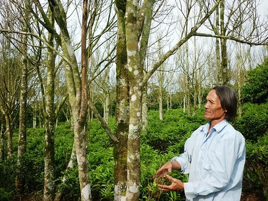 Giac mo ty phu tram cua ong gia Bay Mau hinh anh