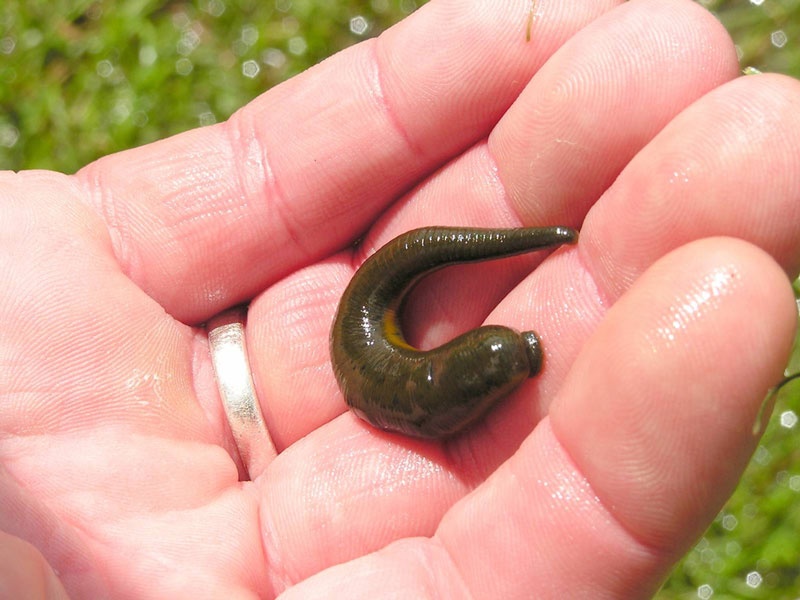 Khac ra mau vi dia chui vao cuong hong hinh anh