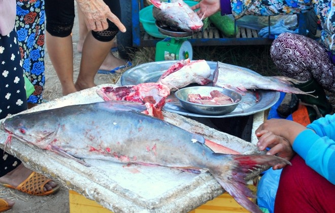 Hang chuc ngu dan vay bat dan ca tri gia gan 4 ty dong hinh anh