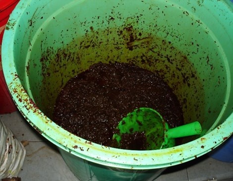 Heo quay bắt mắt nhờ… phẩm màu.