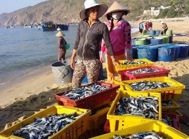 Ngu dan cac tinh Nam Trung Bo trung dam ca nuc hinh anh