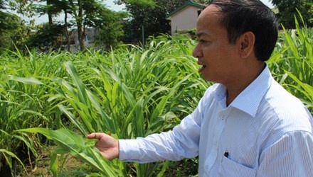 Trong co trieu do hinh anh