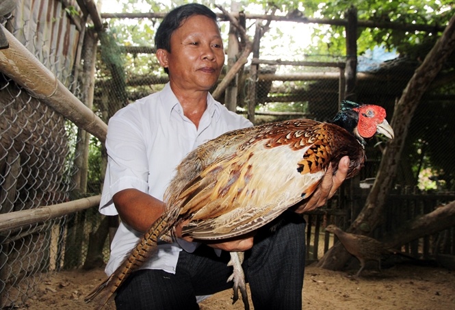 Nuôi chim trĩ, mỗi năm ông Chức thu 350 triệu đồng... Đọc thêm tại: http://nongnghiep.vn/xin-tu-quan-de-nuoi-chim-post144431.html | NongNghiep.vn