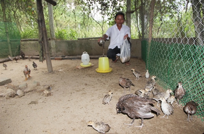 Ông Chức cho đàn chim trĩ con ăn.