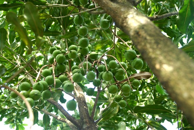 Trong mac ca: 'Viet Nam dung mac lai sai lam nhu Trung Quoc' hinh anh