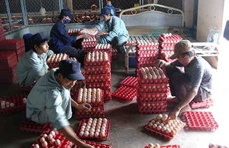 Ga vua mo mat da ‘cong lung’ ganh phi hinh anh