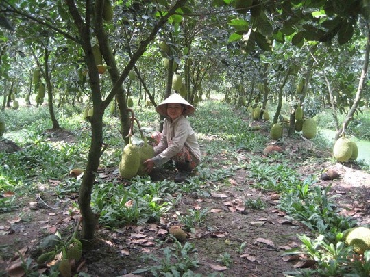 Mit Thai day vuon, gia rot the tham hinh anh