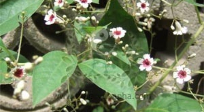 Cay trong vuon tri gioi leo hinh anh