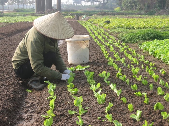 Ha Noi: Tuon rau khong ro nguon goc vao sieu thi hinh anh