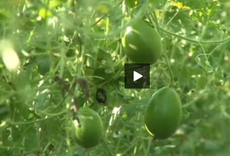 Trong dua hau lay nu hinh anh