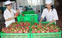 Trung Quoc muon mua nong san Viet Nam qua san hinh anh