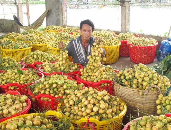Mỗi năm cung ứng cho thị trường trên 150 tấn dâu, kết hợp với làm du lịch vườn ông Tâm đã có nguồn lợi nhuận trên <abbr class=