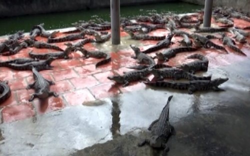 Muon co bac ty chi nuoi ca sau hinh anh