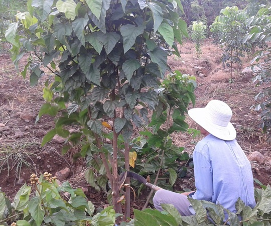 Hat ca-ri rot gia 10 lan, nong dan chat bo cay hinh anh