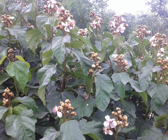 Cây ca-ri không còn hấp dẫn với nông dân vì giá quá thấp.