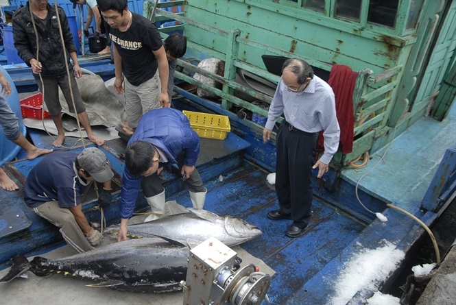 Ca ngu sang Nhat hinh anh