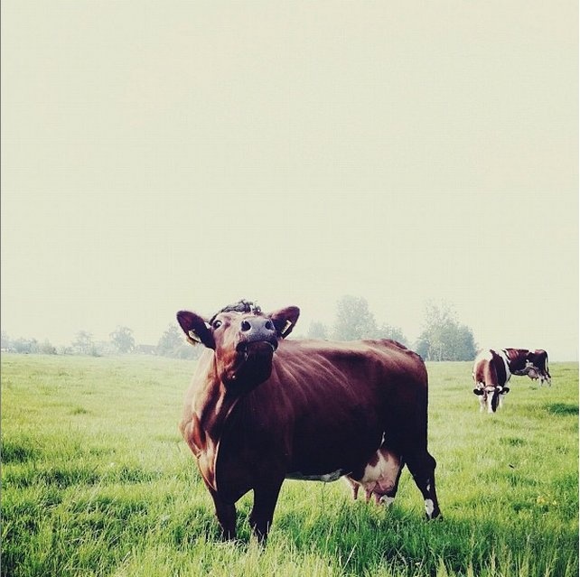 Roos nhanh chóng thu hút được lượng người theo dõi lớn.