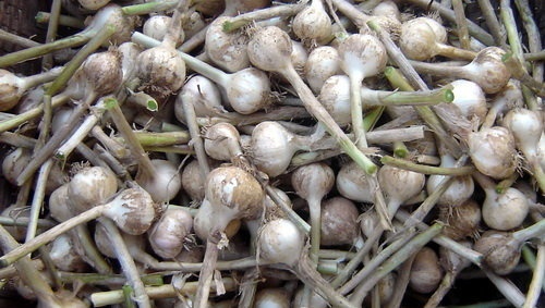 Toi Ly Son o dau nhieu the? hinh anh