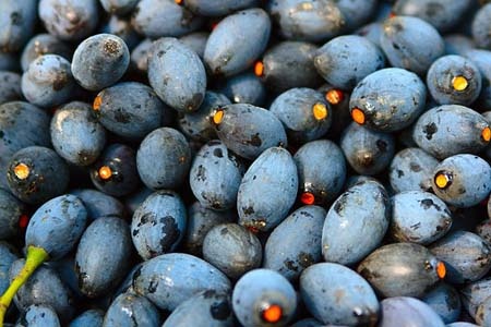 Dua qua tram ra the gioi hinh anh