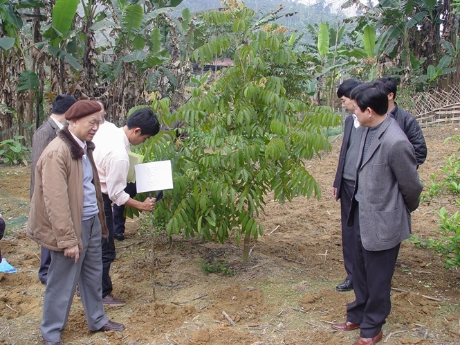 Một mô hình trồng trám trắng ghép, xã Bình Trung, huyện Chợ Đồn, tỉnh Bắc Kạn.... Đọc thêm tại: http://nongnghiep.vn/dua-qua-tram-ra-the-gioi-post145559.html | NongNghiep.vn