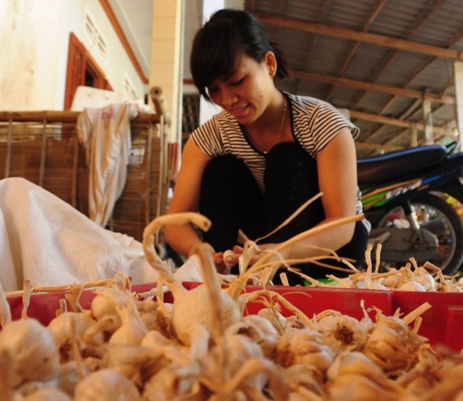 Thuong hieu bi danh cap, dan trong toi Ly Son lao dao hinh anh