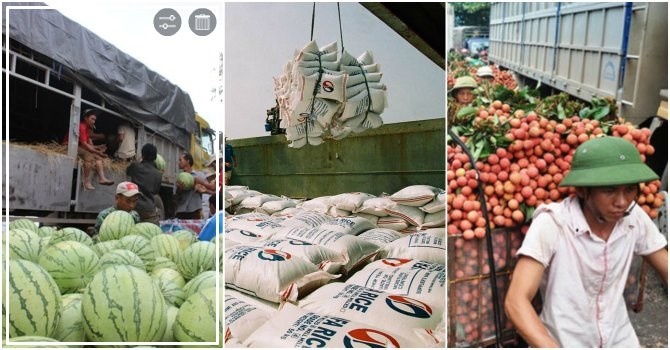 'Van con hon 80 thuong lai Trung Quoc thu mua vai thieu' hinh anh