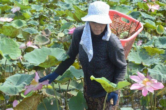 Lai pha sen trong lua hinh anh