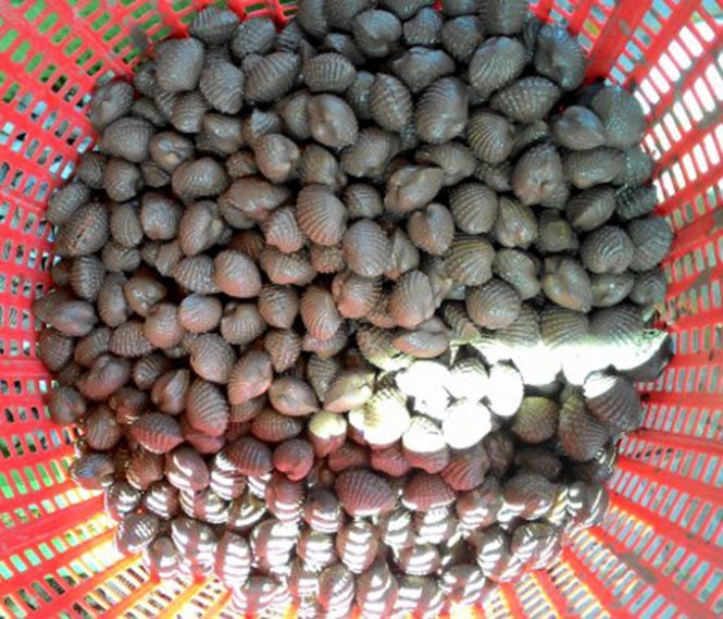 Sò bị phủ bùn đất đến mức không thể thấy được màu sắc của sò.