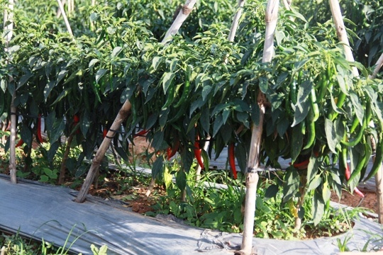 Ot Lam Dong bat ngo len con sot hinh anh