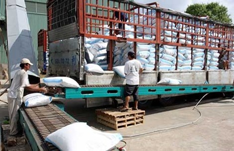 Việc xuất khẩu gạo sang TQ liên tục gặp trục trặc, ách tắc. Trong ảnh: Nông dân miền Tây đang gặp khó khăn vì giá gạo giảm.