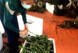 Nong dan 'co loi khi thuong lai mua cau non ban sang TQ' hinh anh