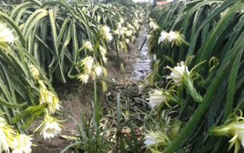 Nhà vườn trồng cây thanh long ở tỉnh Tiền Giang không còn tha thiết với việc hái hoa bán cho thương lái