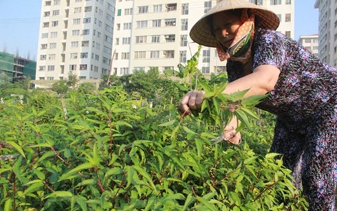 Bà Hội đang hái rau đay do do đích thân mình chăm sóc.