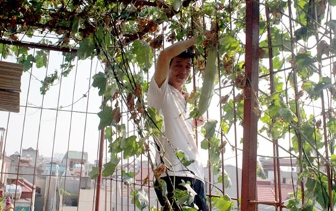 Ông Ly thu hoạch mướp trồng trên nóc tầng 4 nhà mình.