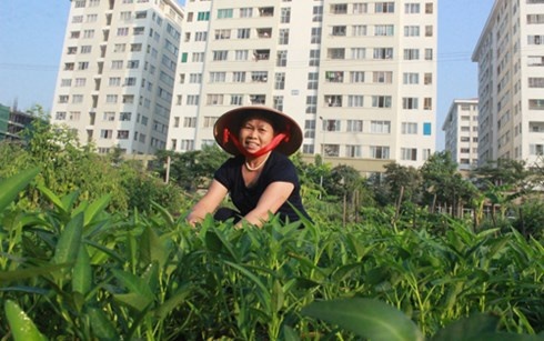 Nguoi Ha Noi dua nhau lam 'nong dan' trong rau sach hinh anh