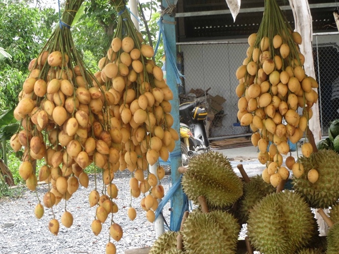Dau xiem mien Tay gia cao hinh anh