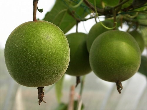 Không phải ai cũng có thể uống nước quả la hán.