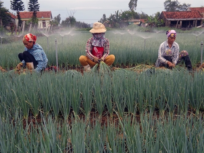 Mô hình trồng hành của bà Hồ Thị Giang.