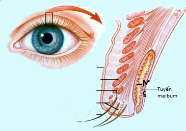 Cấu tạo giải phẫu mi mắt và tuyến tiết meibum.