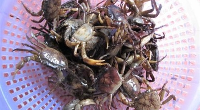 Mon an tu cua dong tri coi xuong, tu mau hinh anh