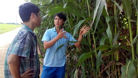 Hat bo bo tro lai hinh anh